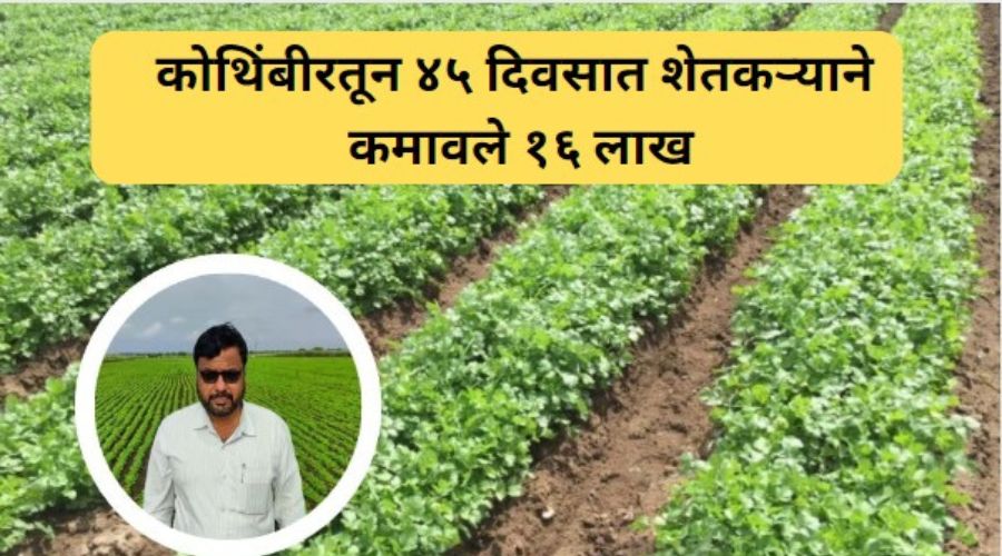 Open the voice of the farmer! Income of 16 lakhs taken from coriander in just 45 days