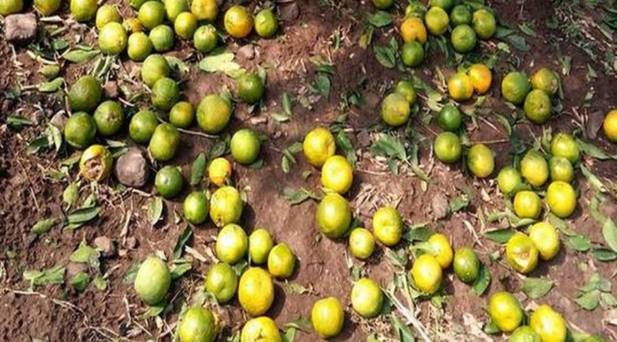 Orange farmers in crisis due to fruit drop, expect help from government
