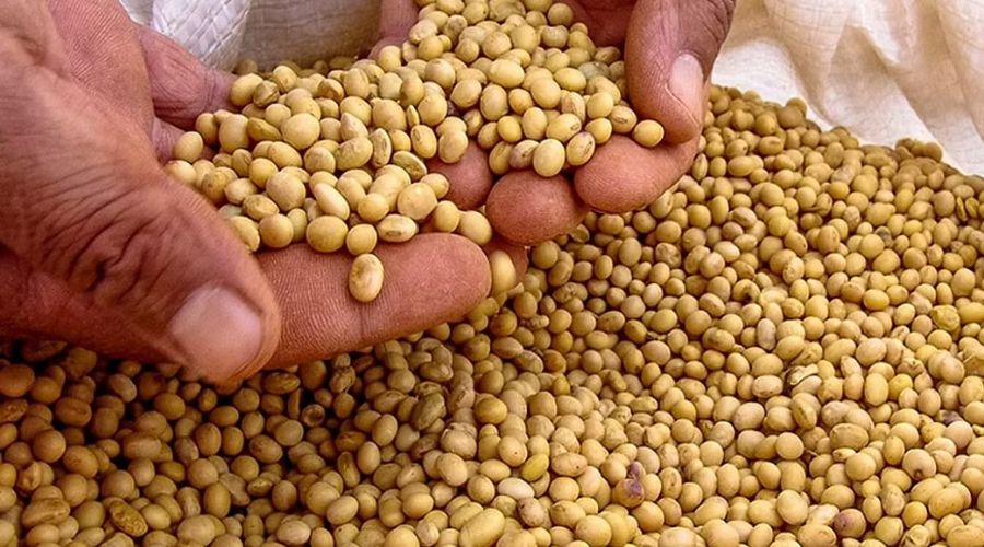 Arrrr! Due to bogus seeds, farmers lost lakhs of rupees