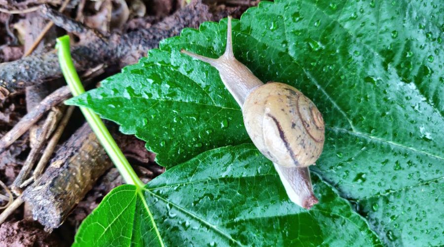 Important news for farmers! Do 'this' remedy for snail control; It will be beneficial