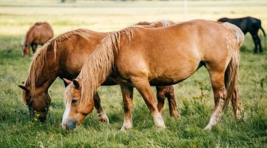 Darkness to humanity! The owner sewed the private parts of the horses, because you will be shocked to know