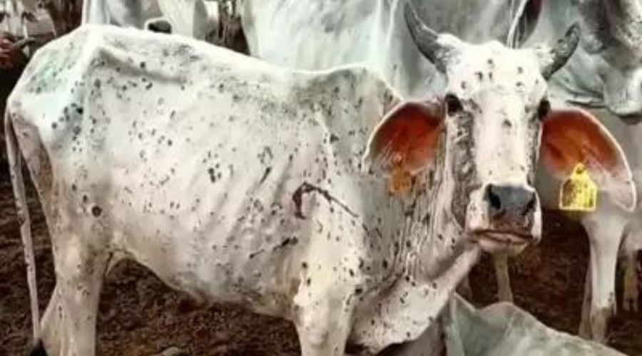 After Kolhapur, Lumpy disease struck Ahmednagar; Ranchers worried