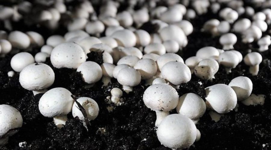 If you want to earn millions, do mushroom cultivation, you will get financial help from the government