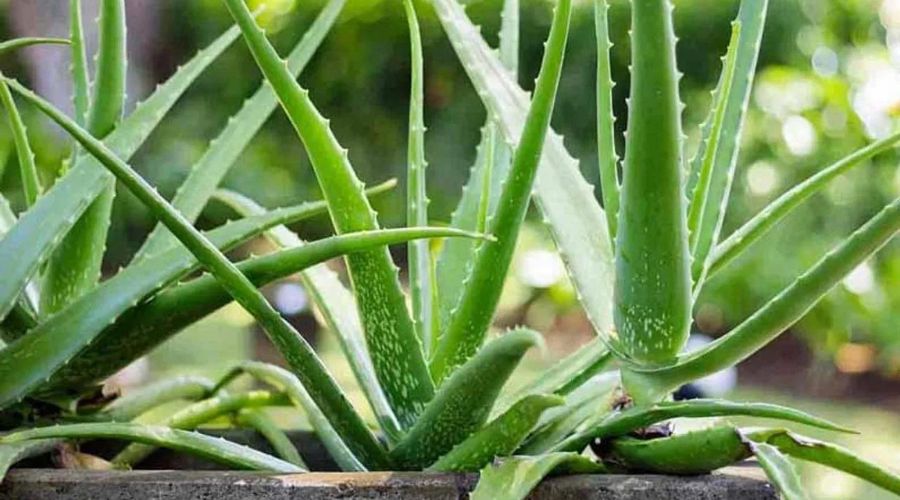 Patthya farmed aloe vera while trying to get a government job, now he is making a turnover of crores of rupees.