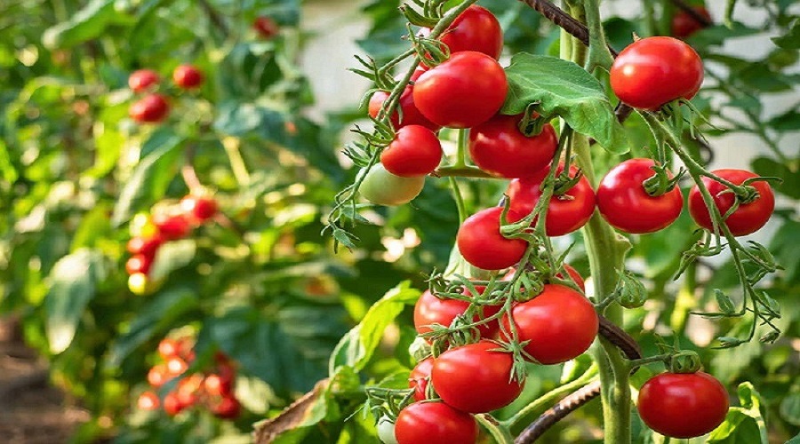 Will the common people be shocked again? Tomato prices are likely to go up to Rs