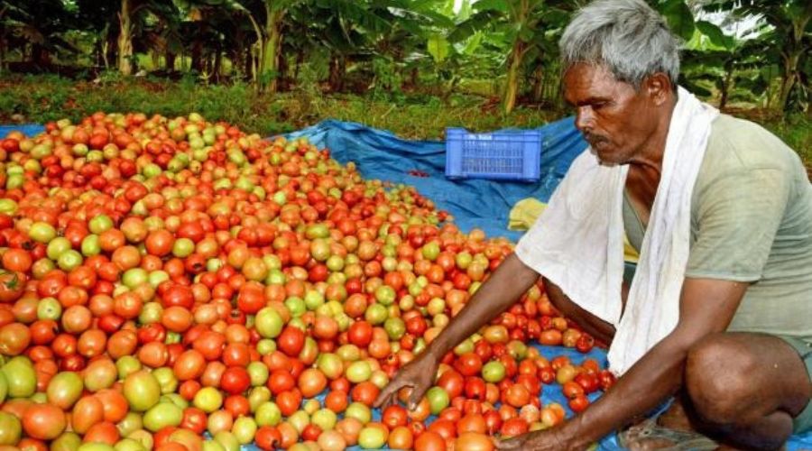 Shocking news for farmers! In view of the rising price of tomatoes, the government has decided to sell tomatoes at Rs 50 per kg