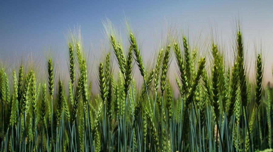 Scientists have created 3 varieties of wheat, will get a huge yield in 150 days