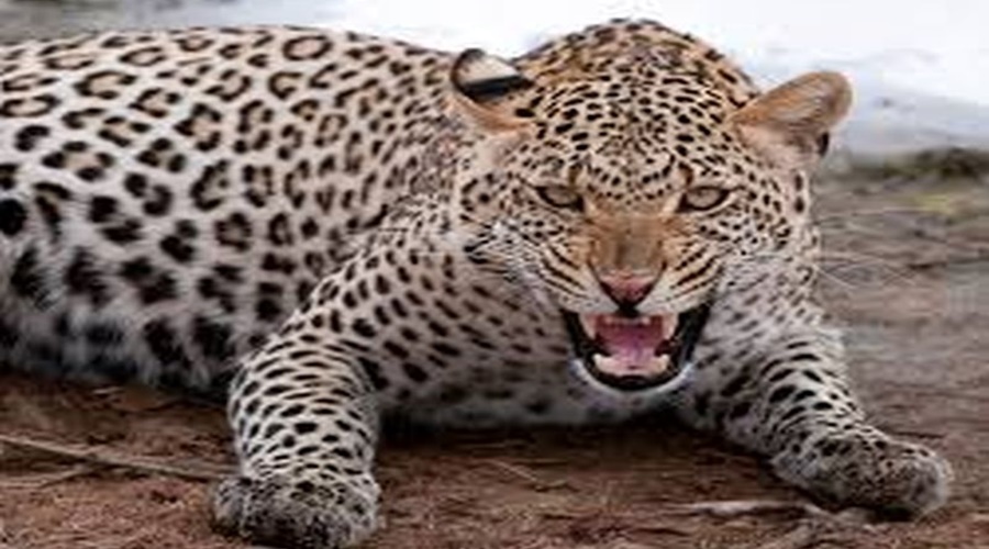Leopard attacks