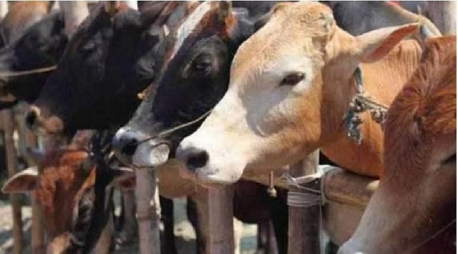 Shocking! 41 animals died due to poisoning