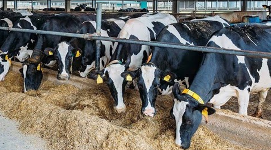 Cattle breeders..Get lakhs of subsidies by keeping cows Start of 'Ya' Yojana again by Govt