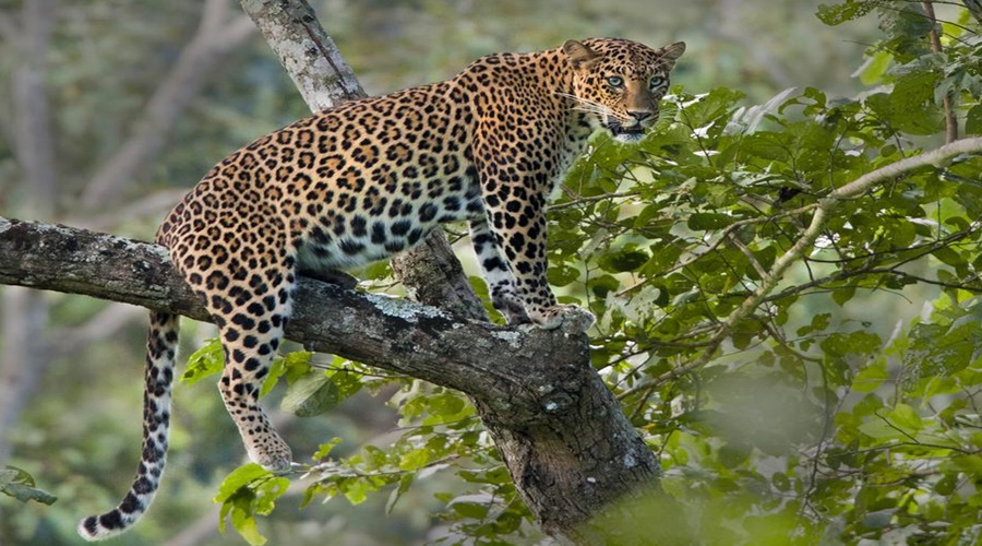 Leopard Attack: Shocking incident! A young man was fatally attacked by a leopard while he was going to water the crop