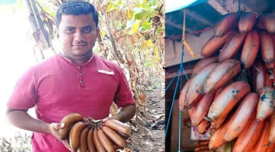 Red Banana