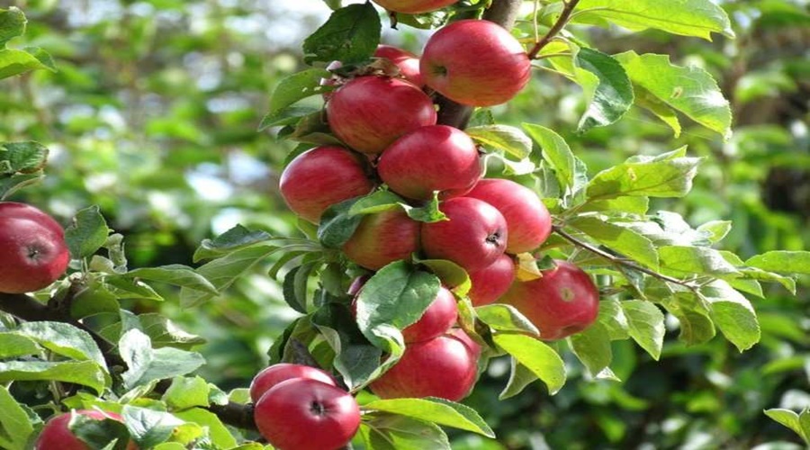 The engineer farmer left traditional farming and started horticultural farming, earning millions from apple farming
