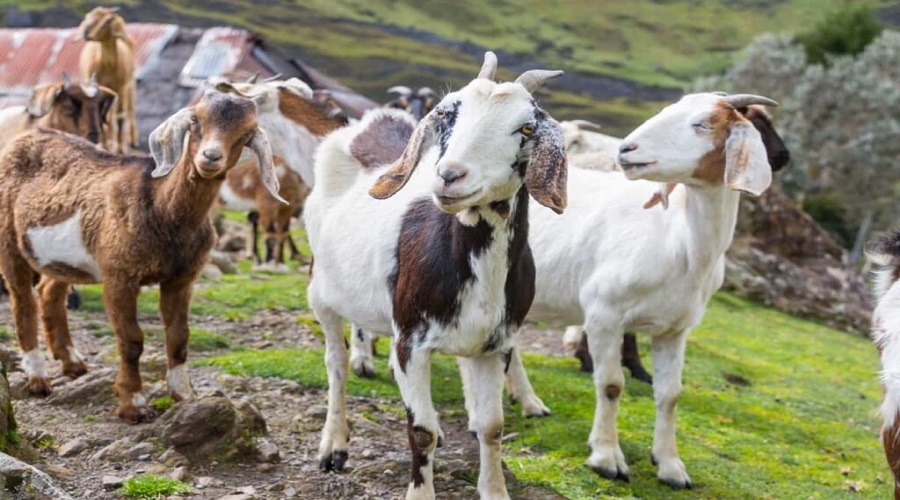 Beware! This fatal disease is spreading rapidly among goats and sheep