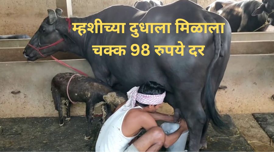 Milk Rate. Buffalo milk fetched Rs 98; Where did you get this rate? find out