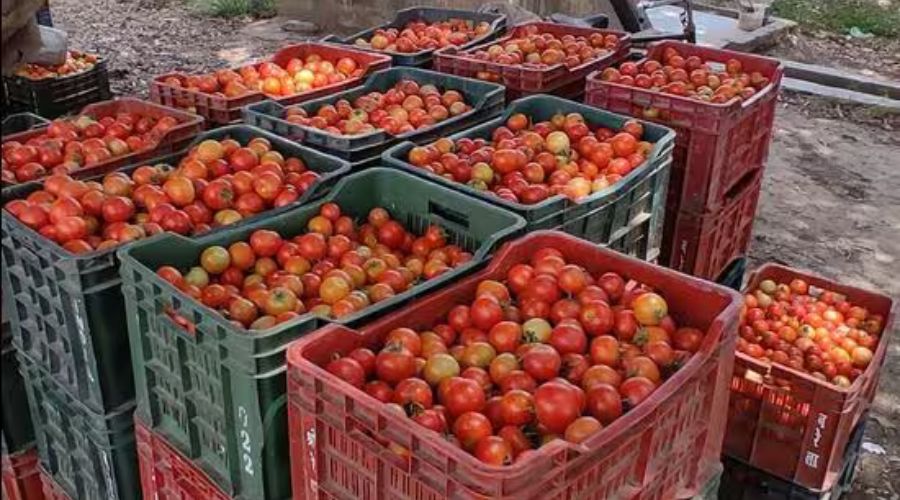Shocking! Thieves robbed a tomato farmer of four and a half lakh rupees by brutally beating him