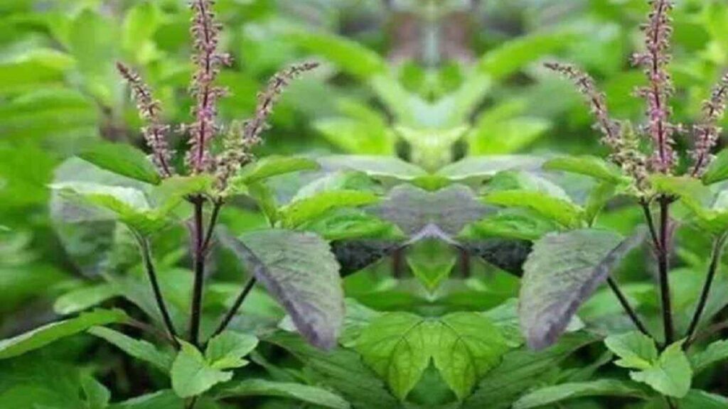 Why not break Tulsi leaves on Sunday? Know the big reason behind this