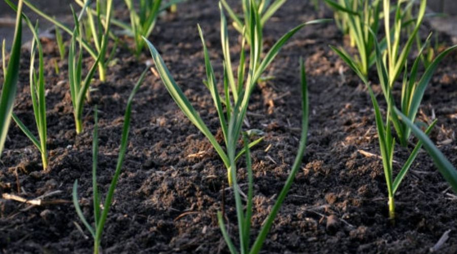 Farmers.. plant 'this' crop, you will get lakhpati in just 5 to 6 months