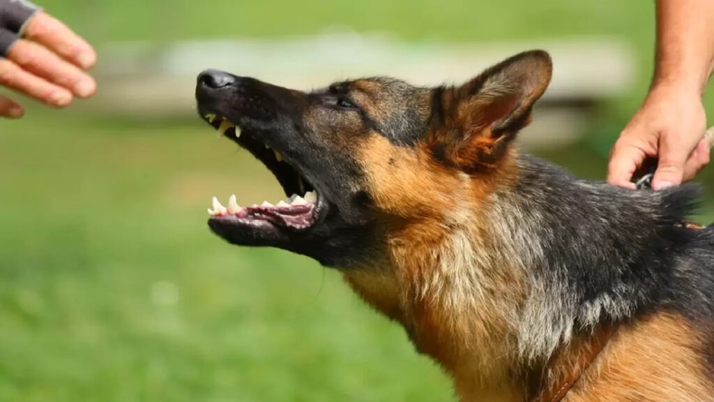 Dog Attack
